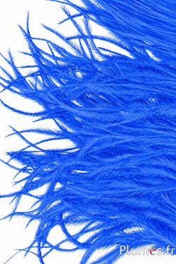 Struisvogel  baardjes - 8-15 cm - turquoise